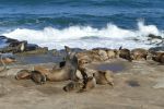 PICTURES/La Jolla Cove - Seals & Sea Lions/t_P1000203.JPG